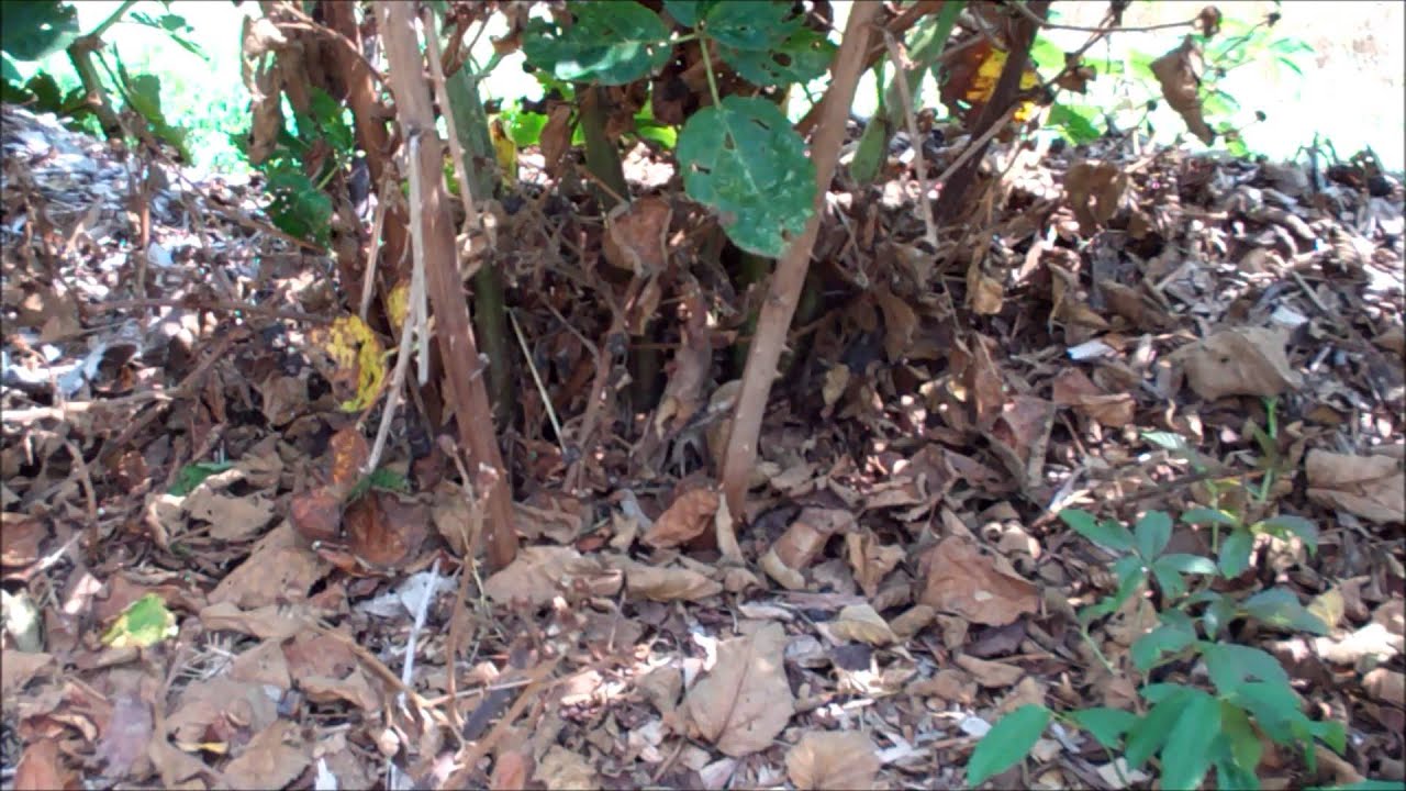 Raising Blackberries~Pruning Out Dead Canes~Yearly Maintenance