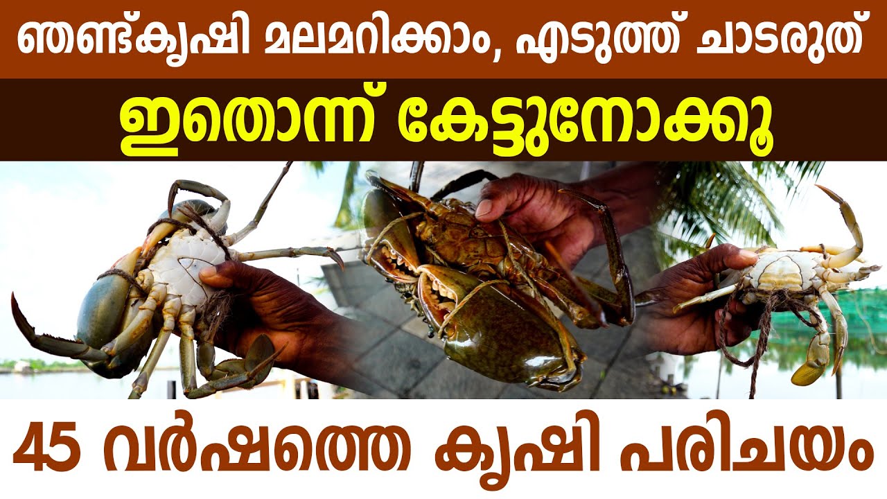 ഞണ്ടുകൃഷി എല്ലായിടത്തും സാദ്ധ്യമോ? കോടികൾ പോക്കറ്റിൽ വീഴുമോ ? അറിയേണ്ടെതെല്ലാം I Crab farming kerala