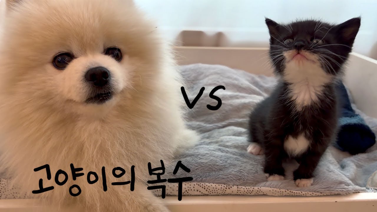 악마맹수 냥! 고양이는 빚을 반드시 갚는다.