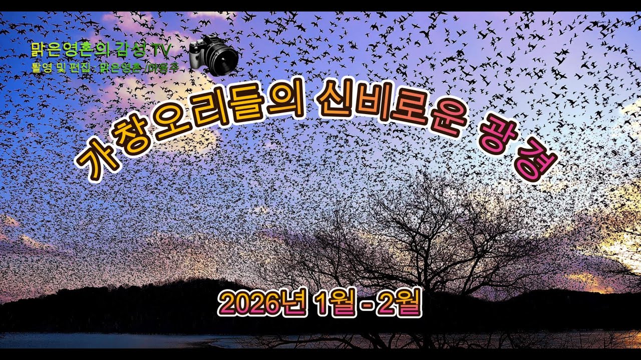 가창오리들의 신비로운 모습 ( 2026 01 01 02 09 )