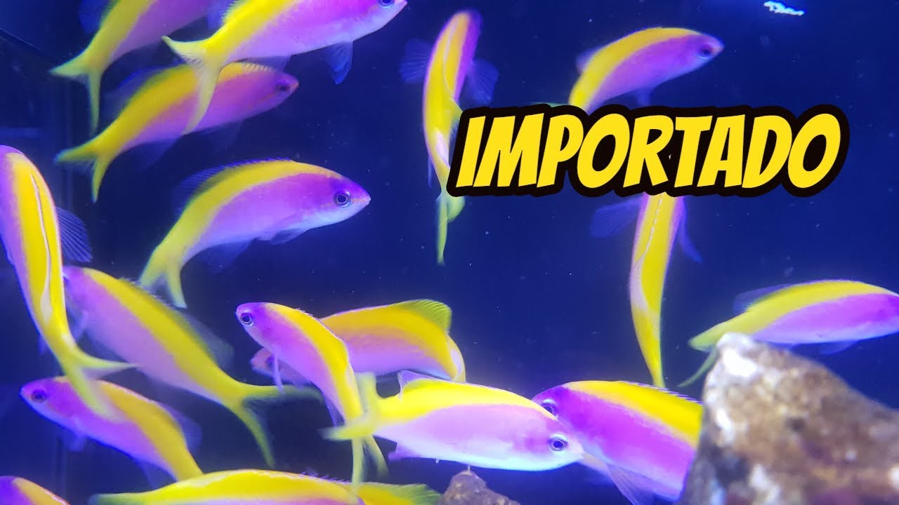 Importação de Peixes e Corais ! Veja como funciona todo processo.