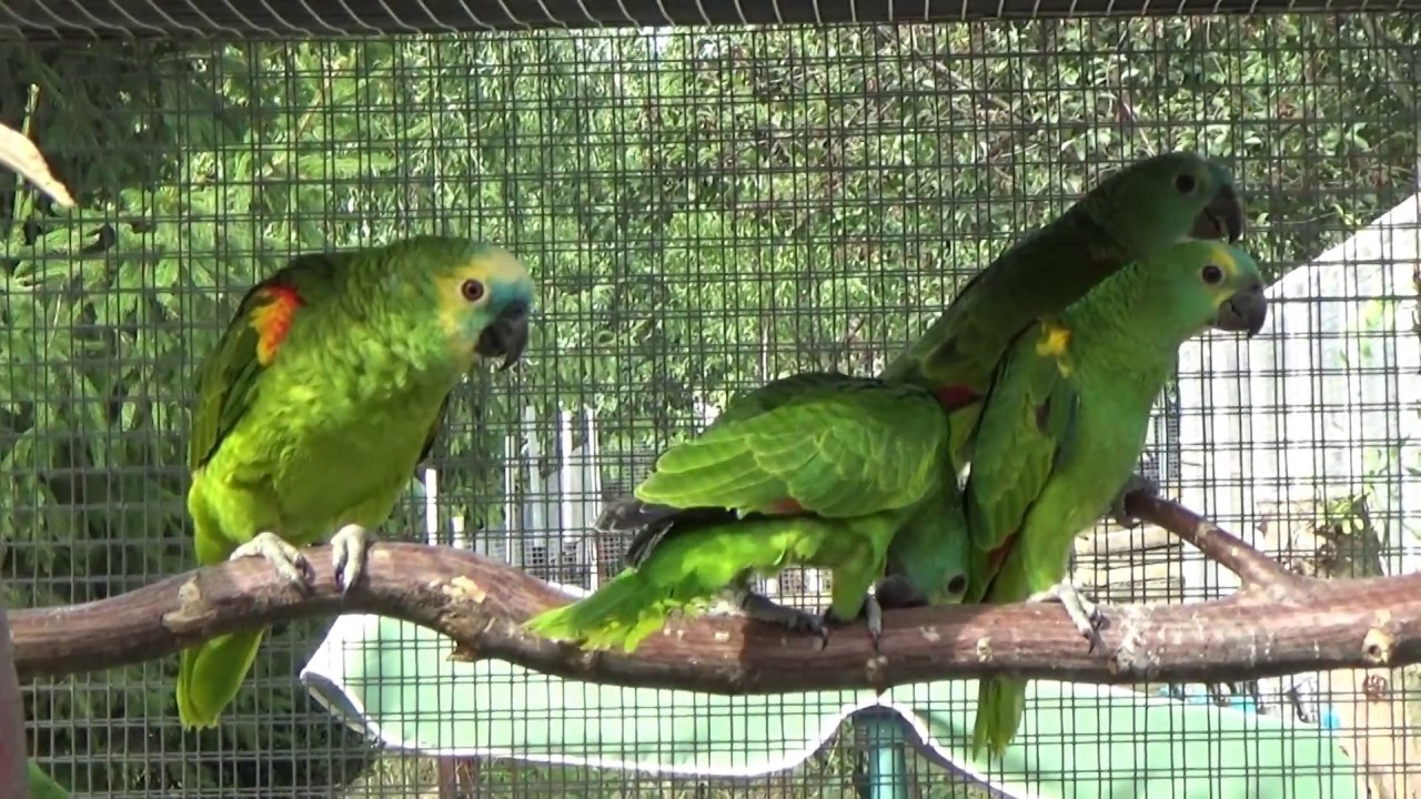 Amazoňan modročelý (Amazona aestiva) krmí mláďata 30.8.2017