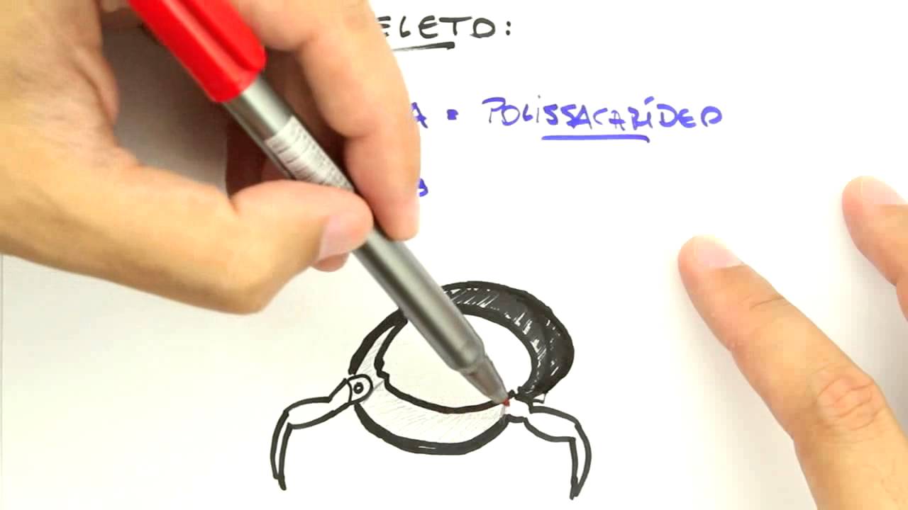 Me Salva! Extensivo de Biologia - ZOII01 - Artrópodos - Considerações Gerais e Classificação
