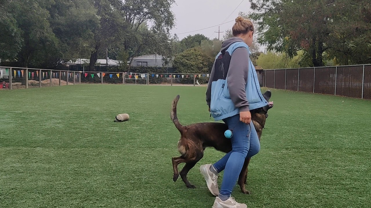 Salem working obedience at Michael Ellis school
