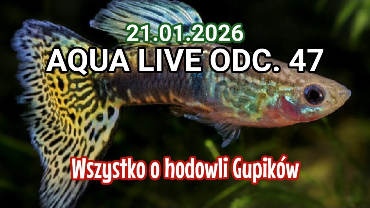 AQUA LIVE ODC. 47  | Odpowiadamy na wasze pytania  | 21.01.26 |  #aquascapingtv
