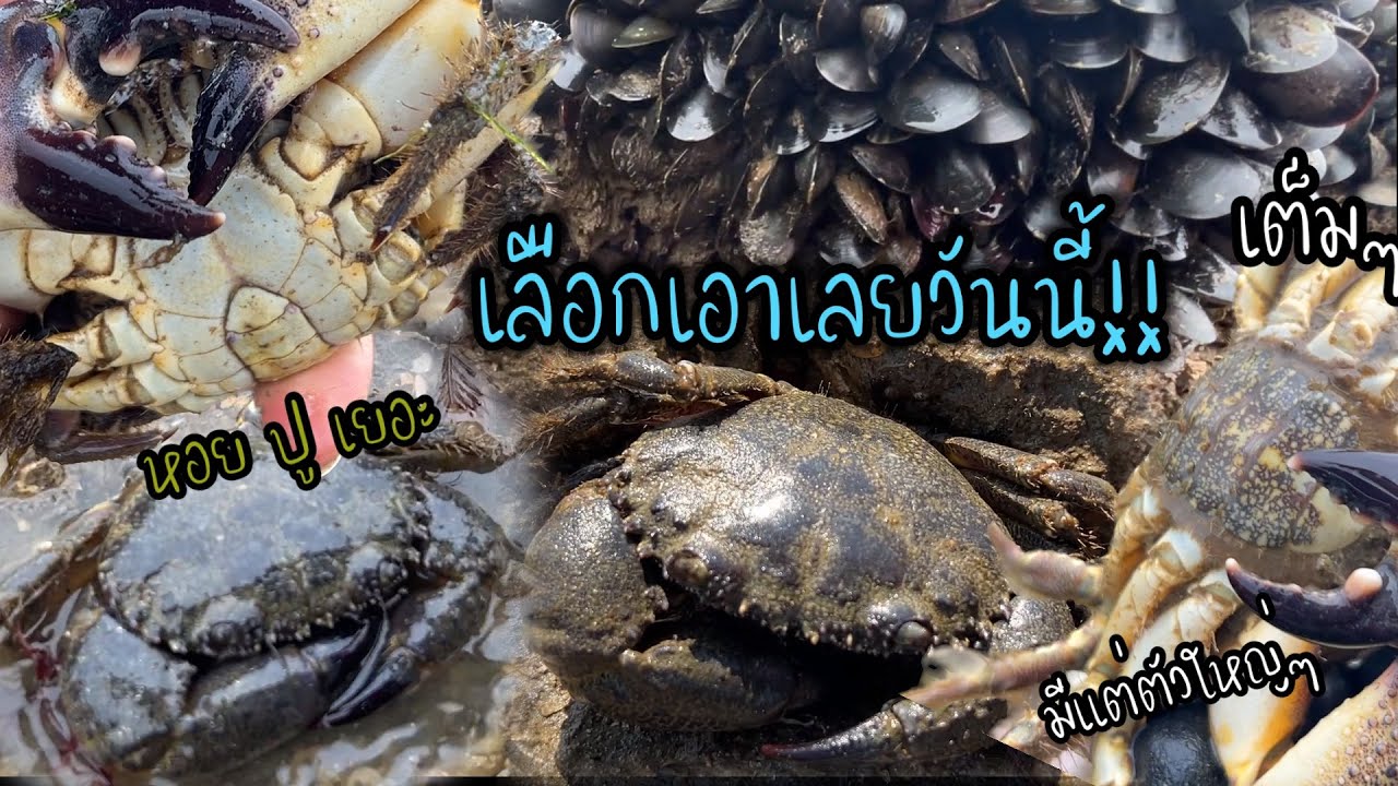ลงทะเล หาปุใบ้หรือปูขน วันนี้ปูเยอะมาก ปูตัวใหม่ก็มี ไปแปปเดียวเกือบเต็มครุ ไม่เอาตัวเล็กๆม่เอาตัวเม