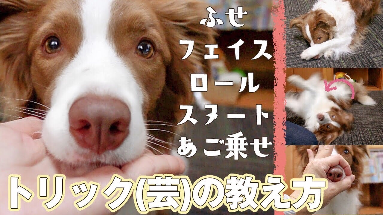 5種類の犬のトリック(芸)の教え方！ふせ・フェイス・ロール・スヌート・あご【しつけ・遊び】How to teach a Dog trick