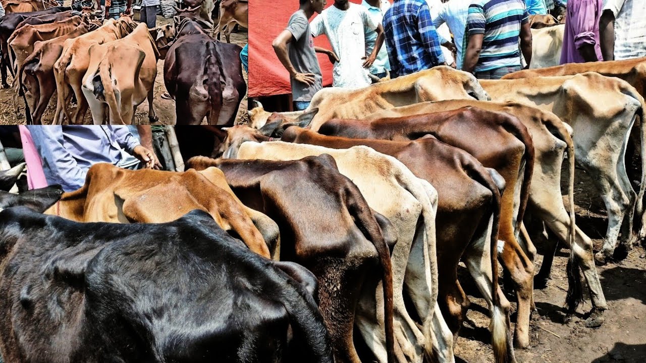 ১১/০২/২৫/ #হাড্ডিসার গরু একেবারে পানির দামে বিক্রি হচ্ছে রানিগঞ্জ গরুর হাট haddi gorur dam #cow দাম