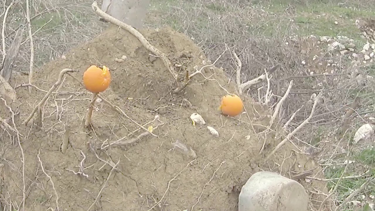 Shooting the grizzly 31gr H&N bullets