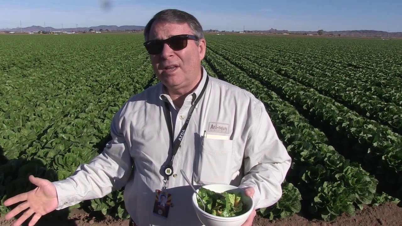Romaine Lettuce