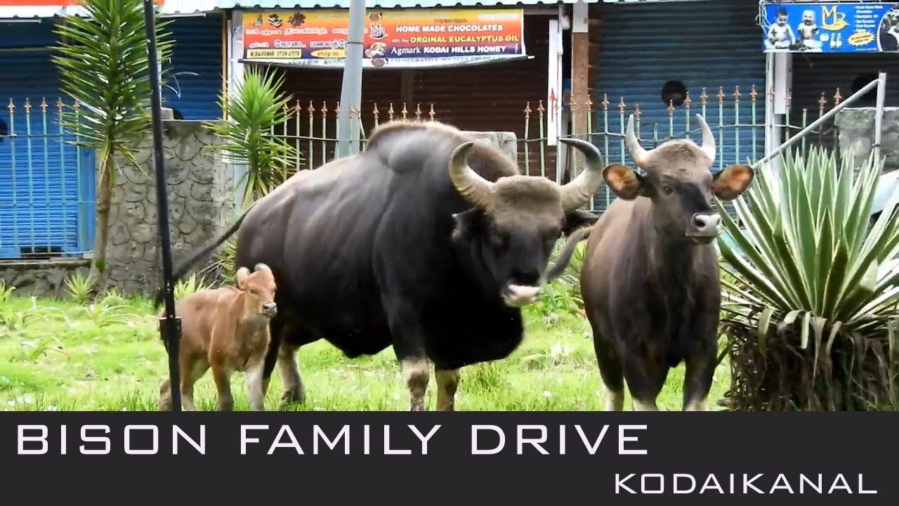 Bison Drive From Bryant Park, Anna Park to Forest | Kodaikanal