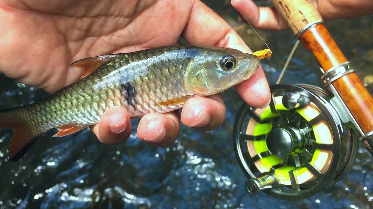 Mancing Tanago On The Fly - Micro Fishing Trip @MancingTanago