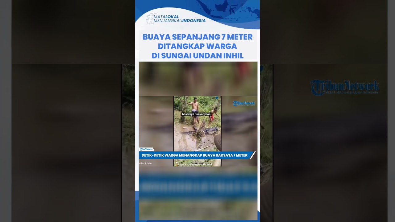Buaya Sepanjang 7 Meter Ditangkap Warga Sungai Undan di Inhil