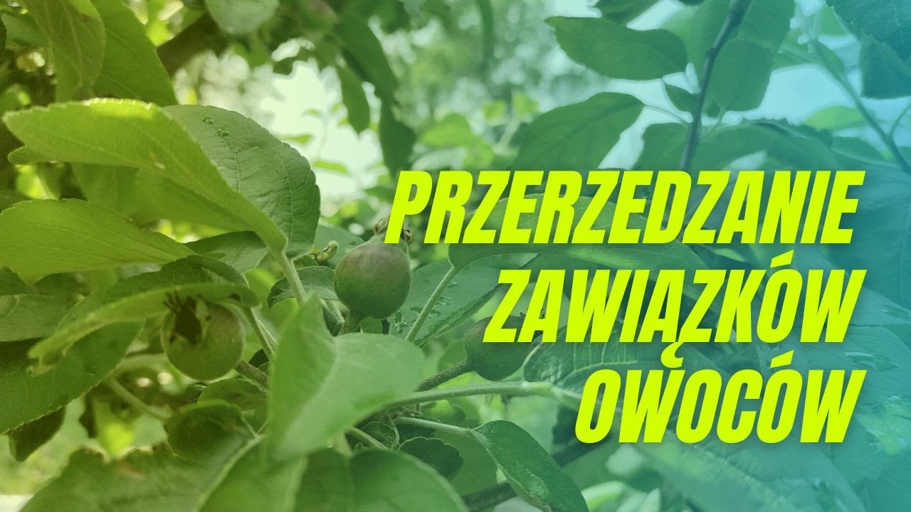 Przerzedzanie zawiązków owoców