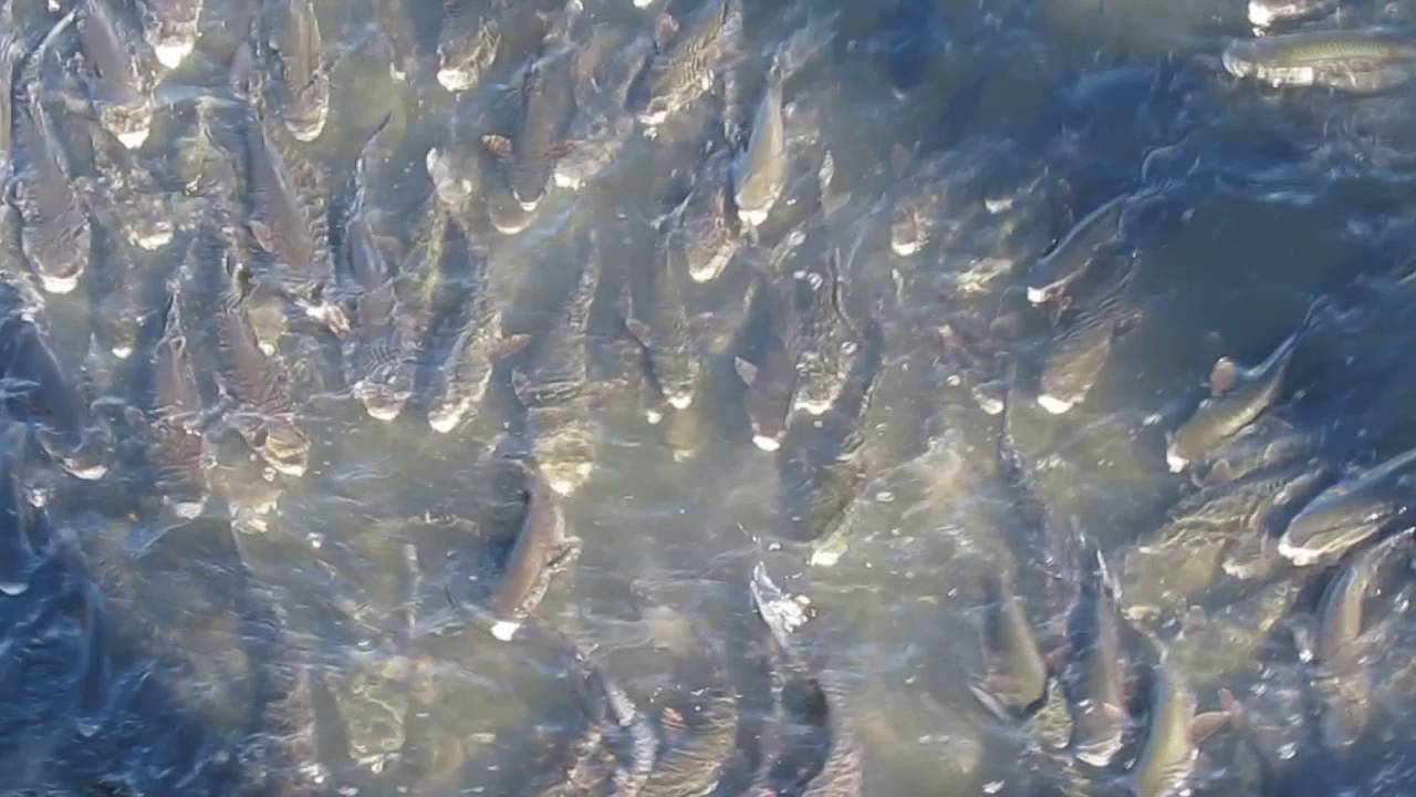Ta&iacute;nhas do Rio Douro