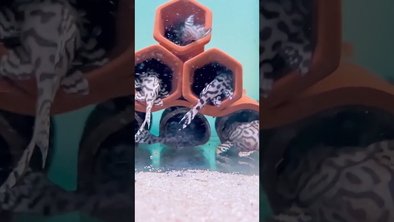 L236 super white pleco/L236 Super White Pleco (Hypancistrus Sp)