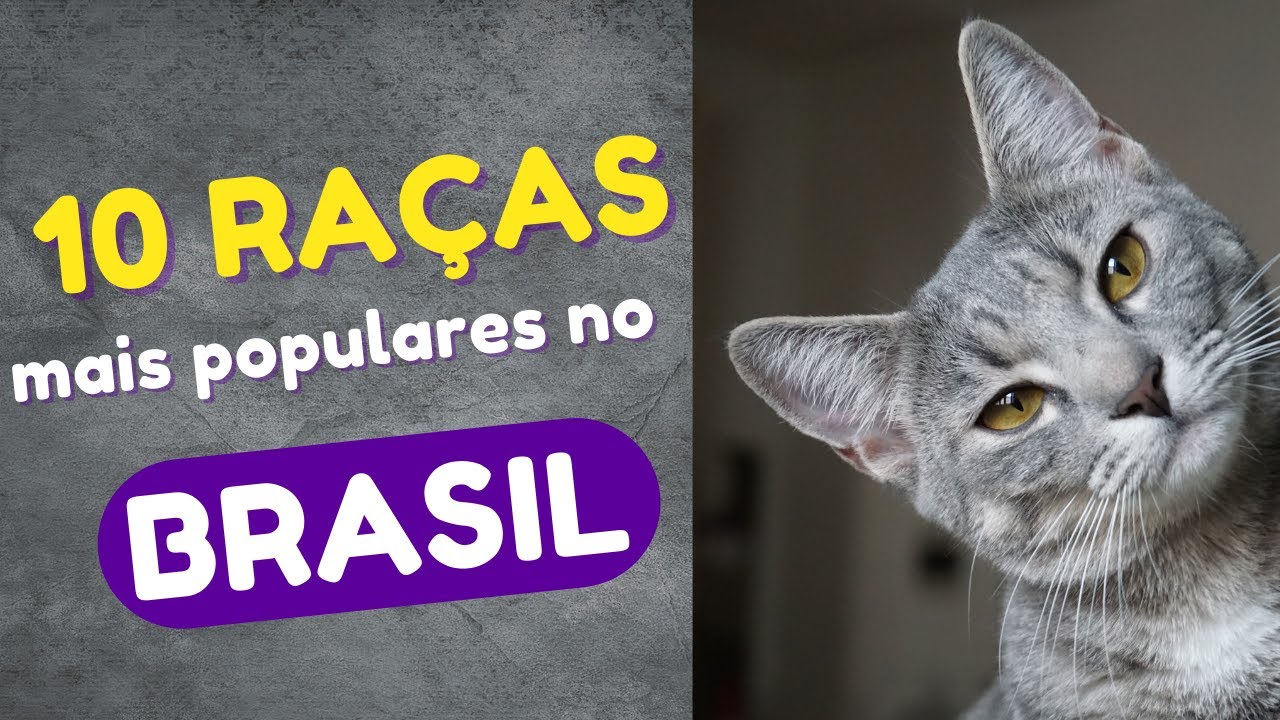 10 Raças de gatos mais populares no Brasil