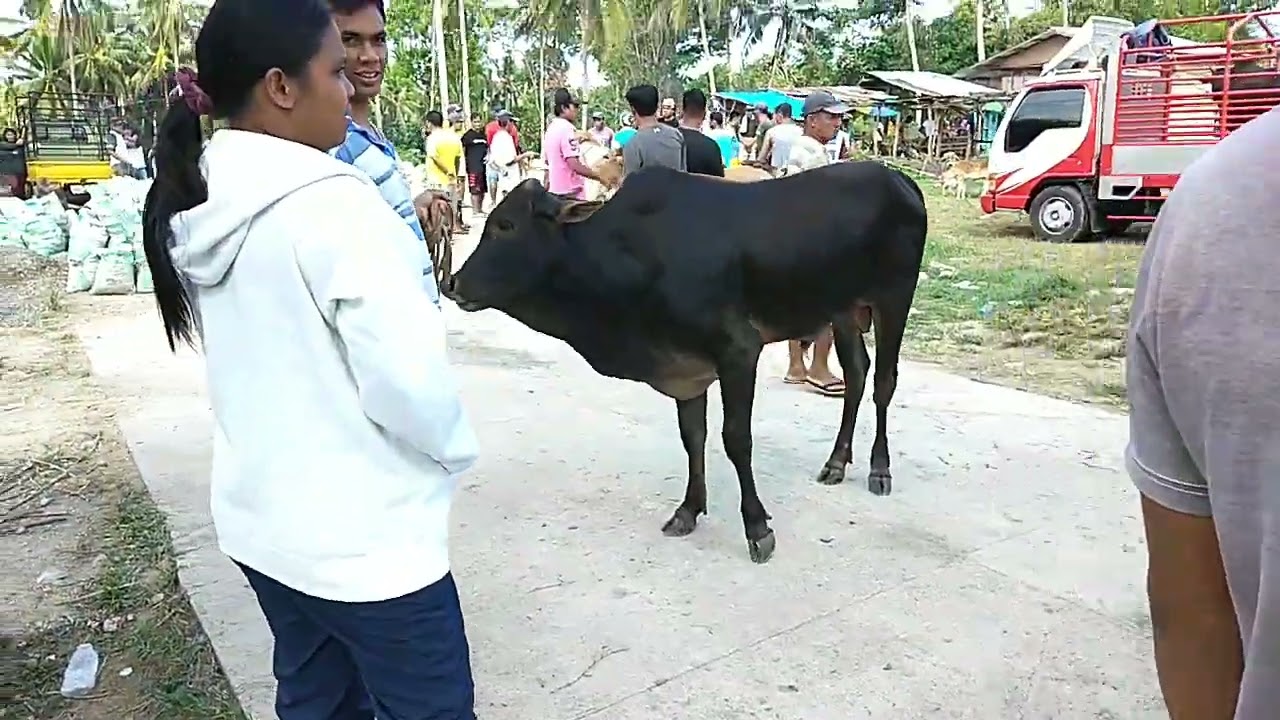 Baka sa Cogon May 2023/ Dumanjug Stockyard/ Holliday Season 🇵🇭