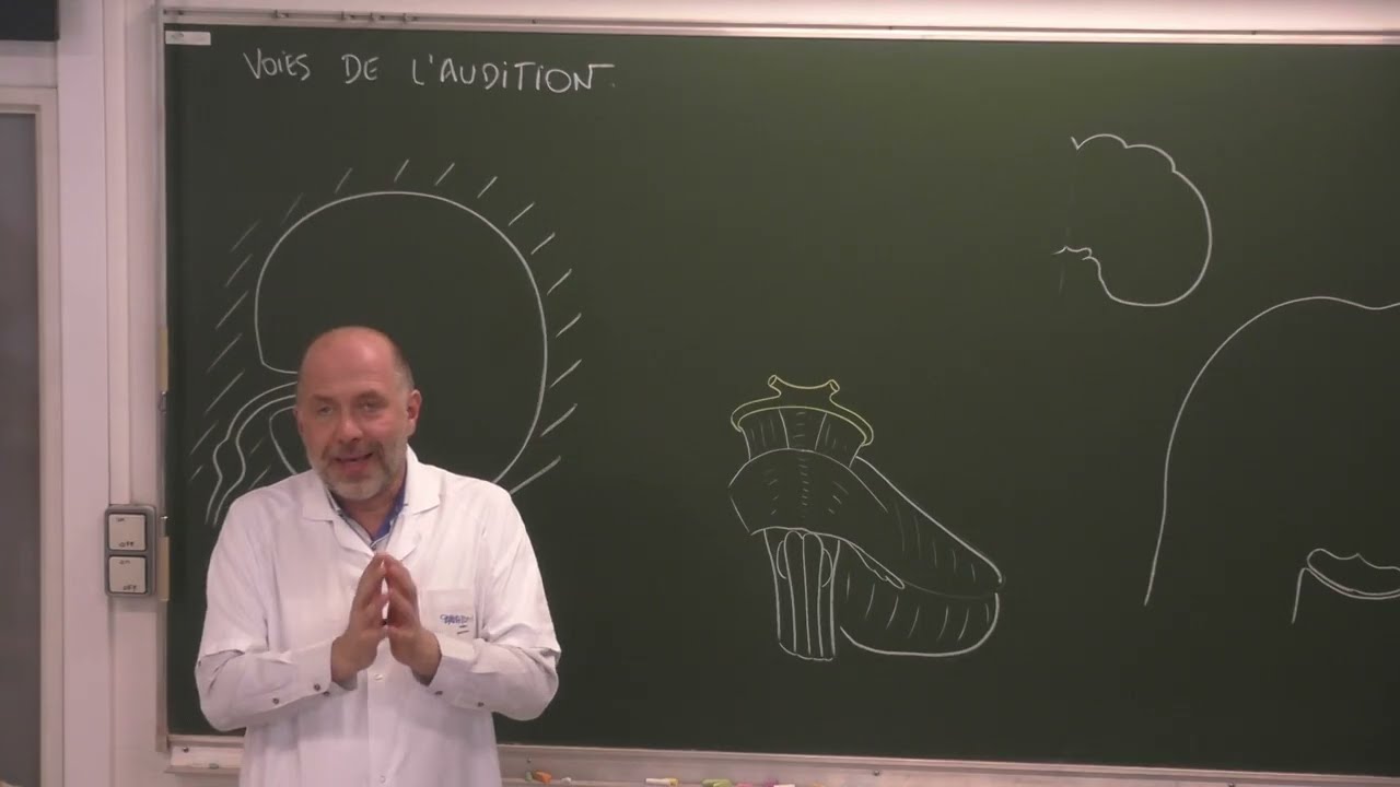 Neuroanatomie 16 : Voies de l'audition [Auditory pathways-English dubbing]