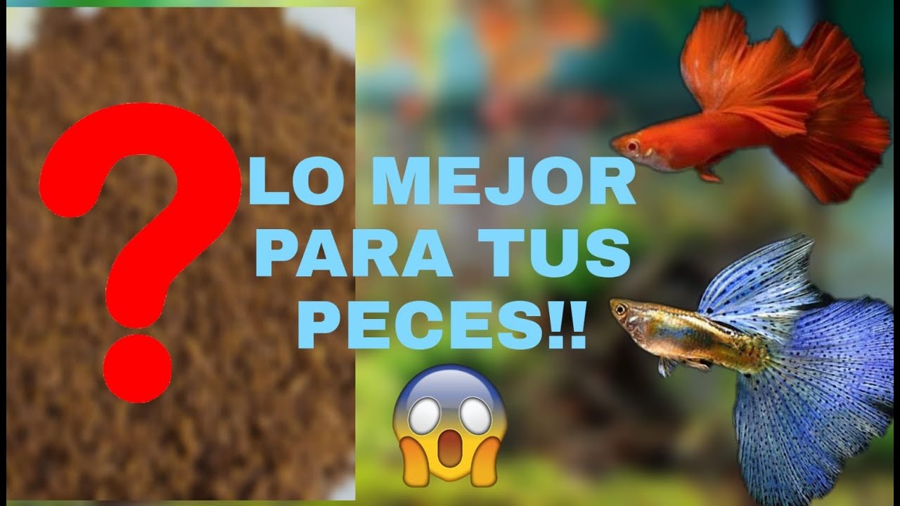 🐟EL MEJOS ALIMENTO PARA TUS PECES!!🐟 (Casero)