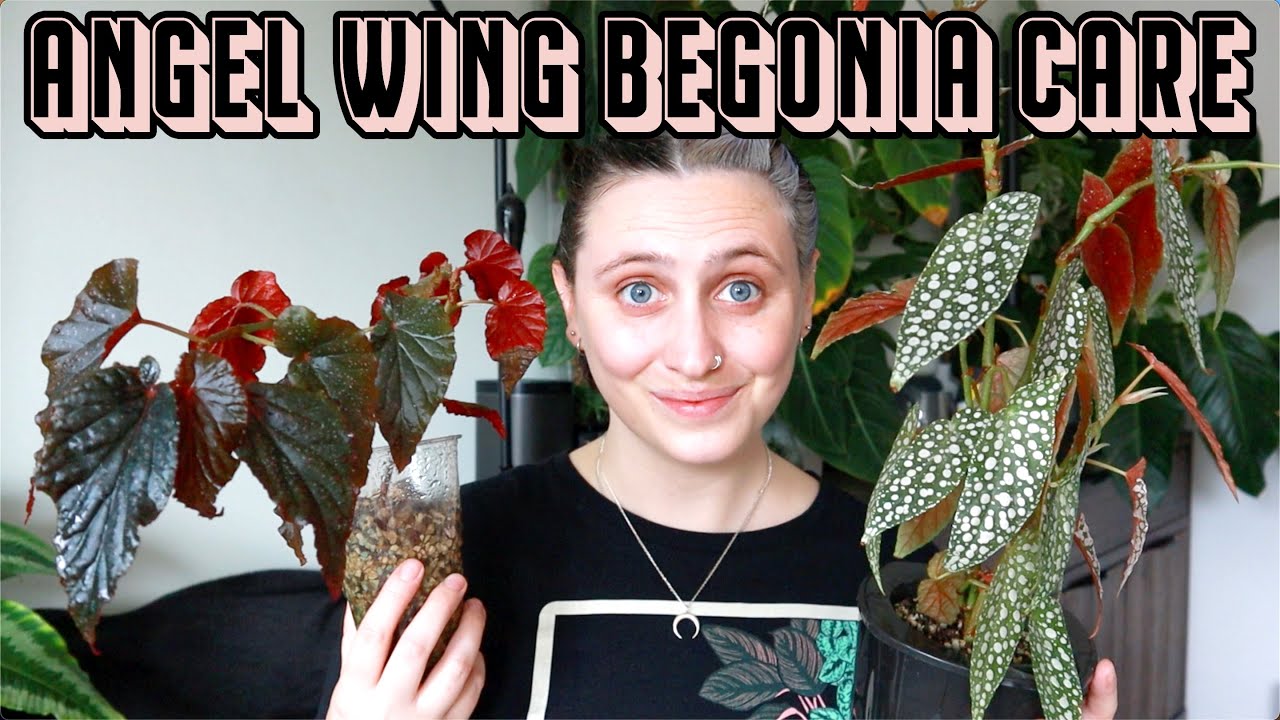 I finally figured out ANGEL WING BEGONIAS 🙌 Care Tips & Tricks