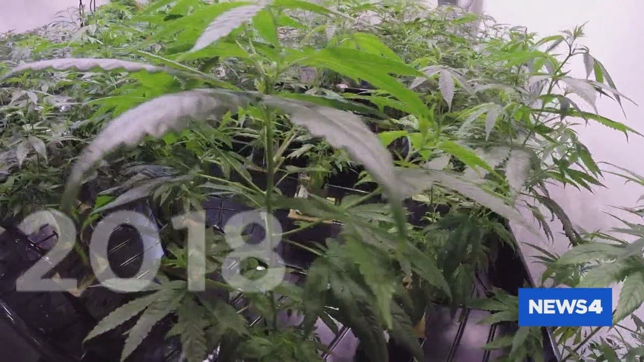 Pandemic has led to delay in inspections for Missouri's medical marijuana facilities