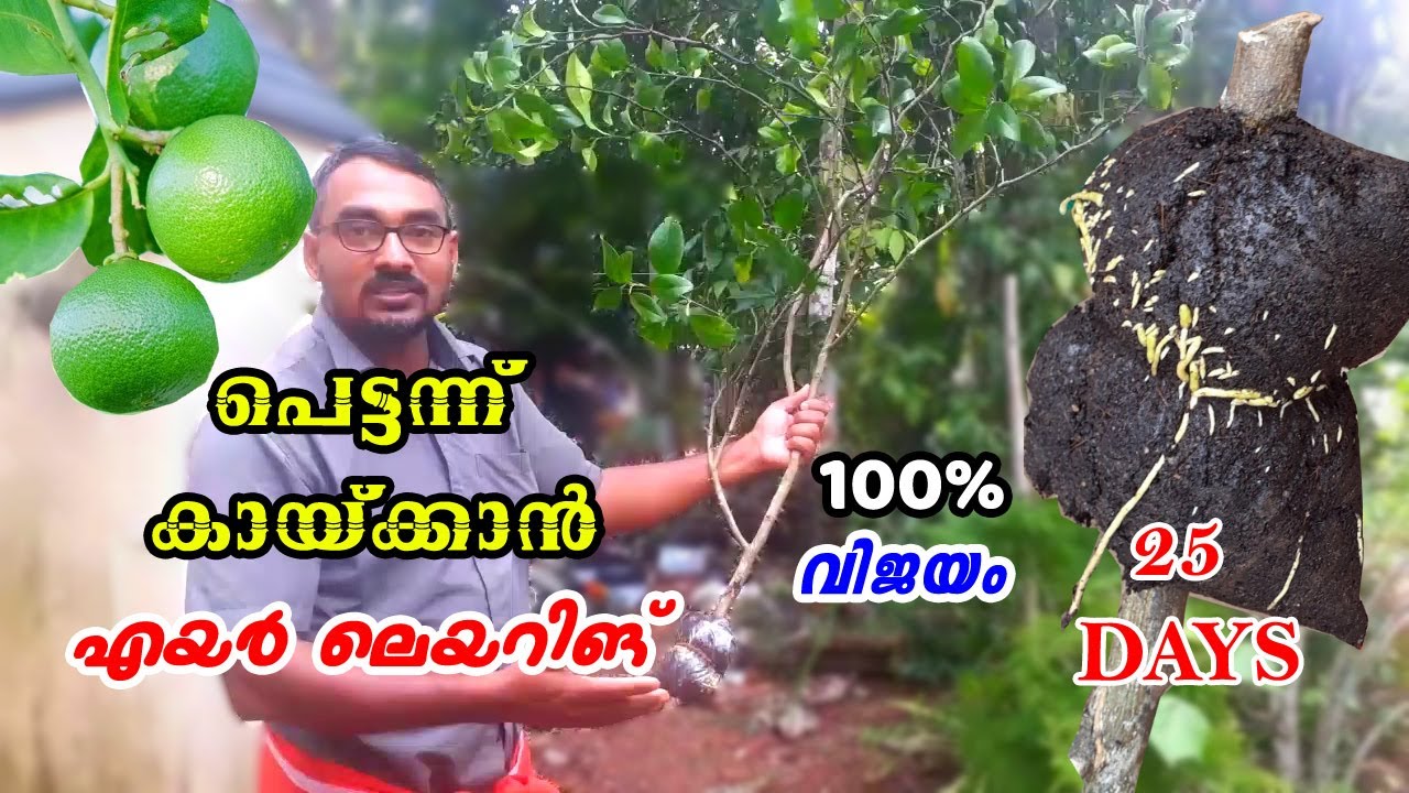 How to Air Layering Lemon Tree /Easy method to grow Lemon tree at home.നാരകം എയർ ലെയറിങ്