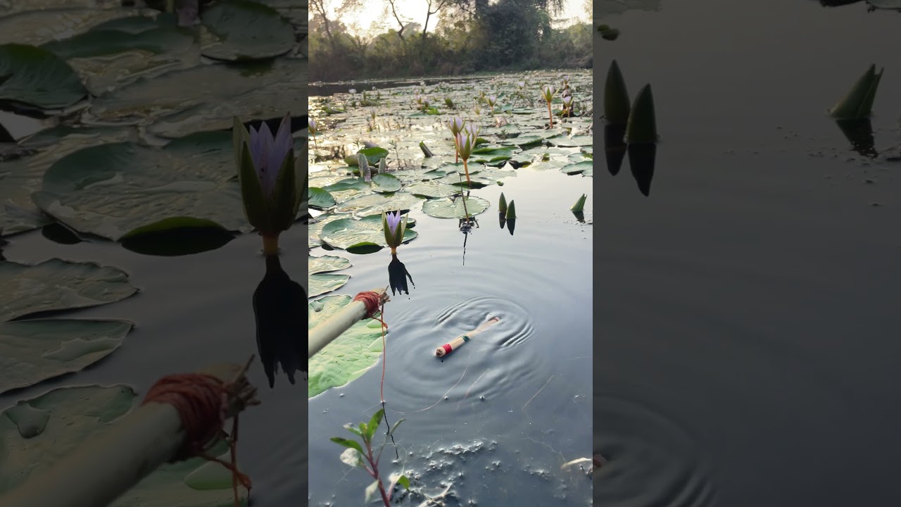 best float fishing video🐟🎣🐟#floatfishing #shortsfeed #fish #fishingmethod #youtubeshorts #shorts