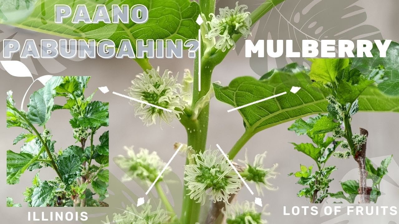 HOW TO PRUNE MULBERRY PLANTS IN POTS - PAANO PABUNGAHIN ANG MULBERRY (ILLINOIS VARIETY)