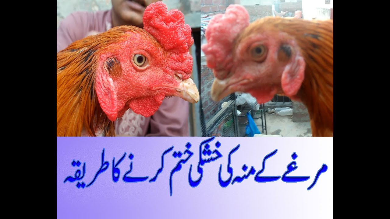 ASEEL FACE TREATMENT/ KHUSKI KA ILAJ/ MUN LAAL KARNY KA METHOD
