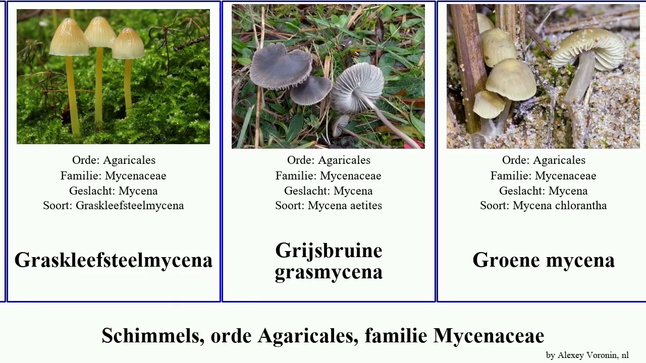 Schimmels, orde Agaricales, familie Mycenaceae schorsmycena pan josh fungus Kleine Stinkende