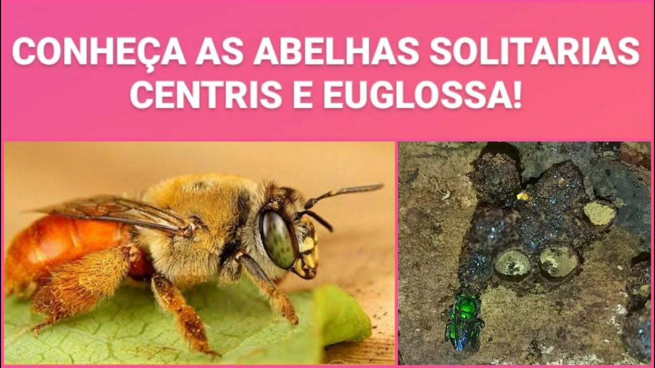 Conheça as abelhas solitárias Centris e Euglossa - Hotel para abelhas