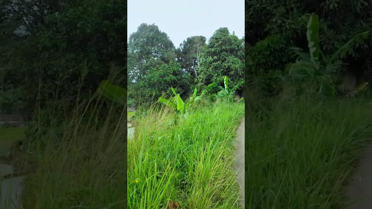 Pedesaan Sunda #kampungsunda #shortsvideo