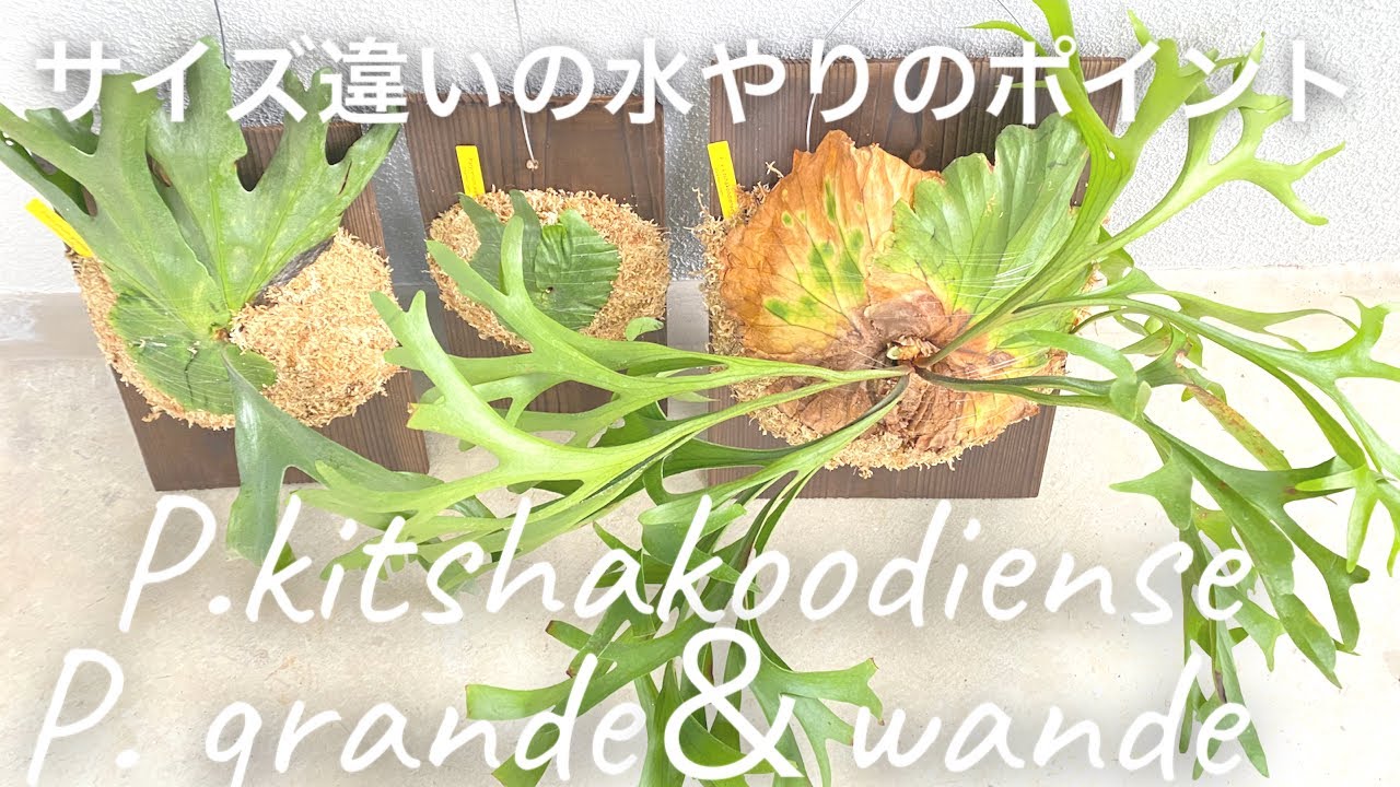 ビカクシダ　キチャクッティネスプロイラターナ&グランデ&ワンダエ P.kitshakoodiense ploy ratana & grande & wande  株サイズの水やりのポイント👍