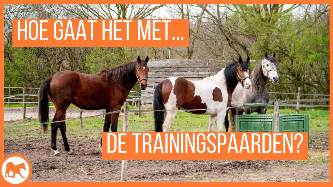 Wat hebben de paarden na een maand geleerd?