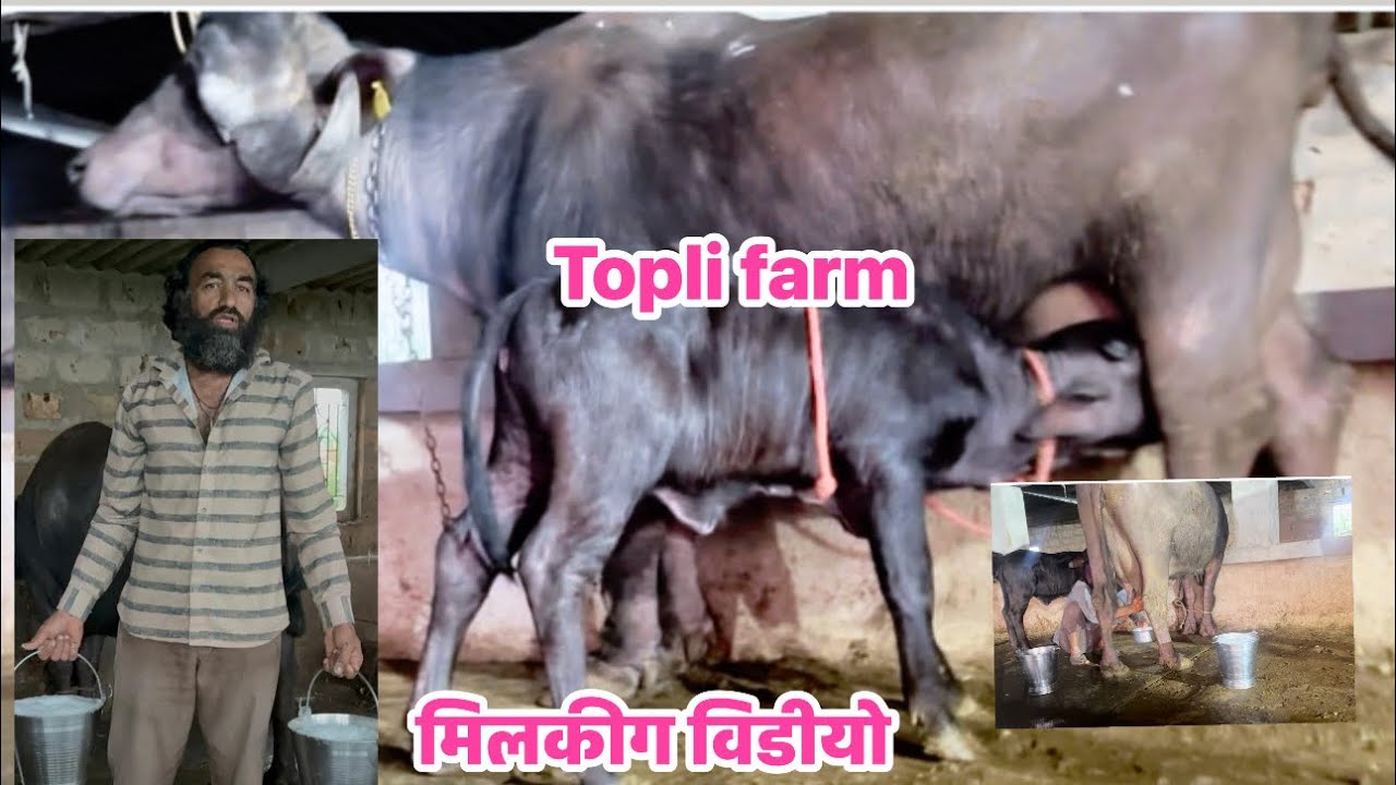 #जाफराबादी भेस मेना कि लाव मिलकीग विडीयो #jafrabadi 