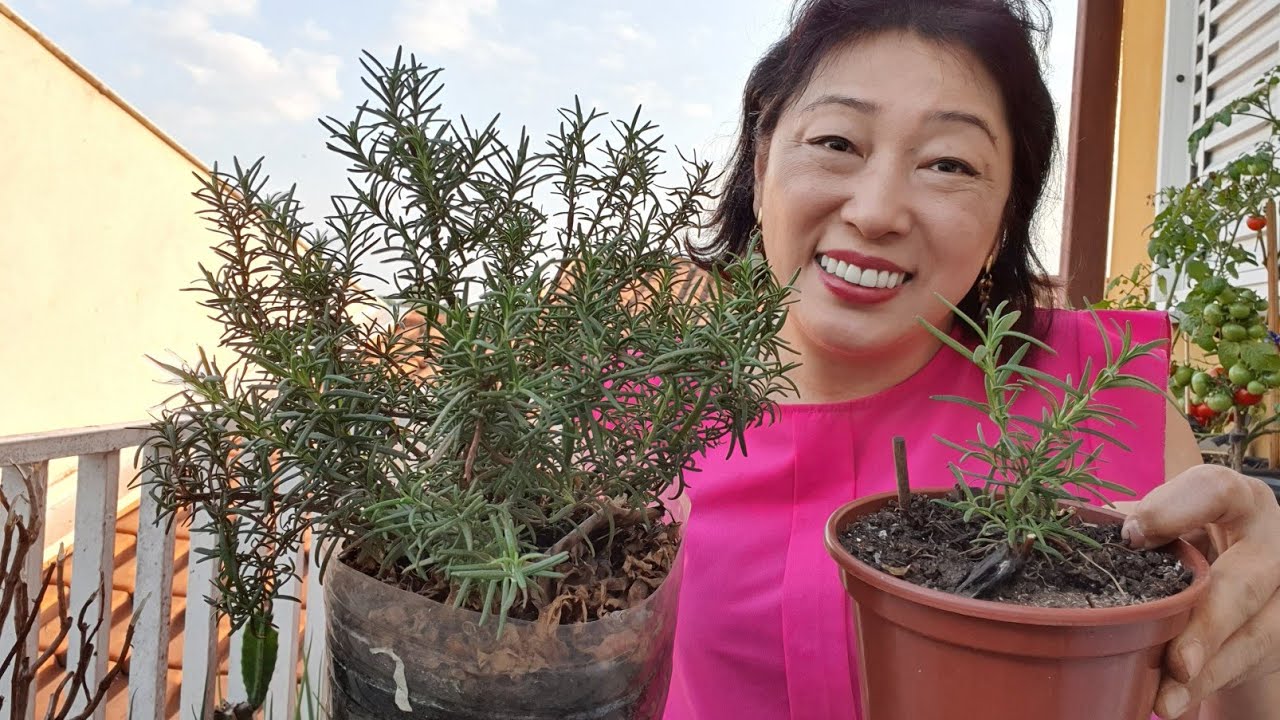 NUNCA MAIS COMPRE ALECRIM - 1000 MUDAS EM 1 MINUTO 🌱🌱🌱🌱