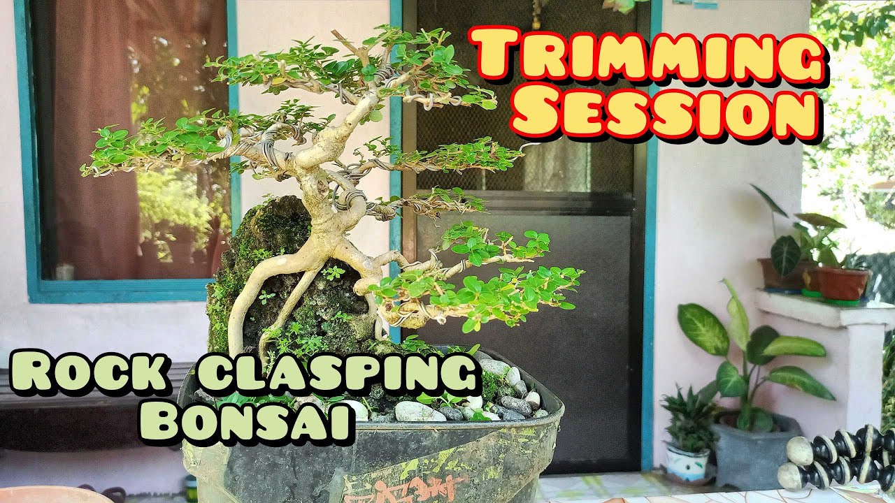 TRIMMING MY PREMNA BONSAI | ROCK CLASPING