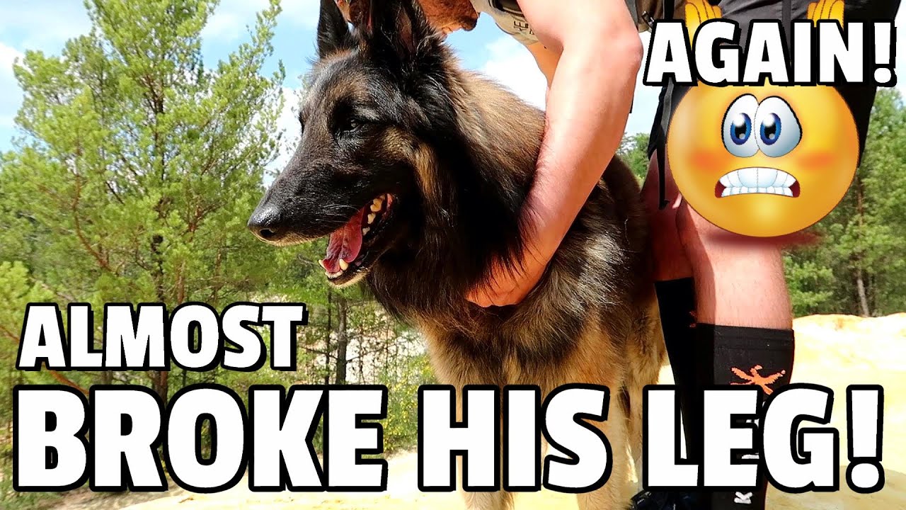 Belgians are Crazy! Day in the Life of a Belgian Shepherd Dog | Scary Story