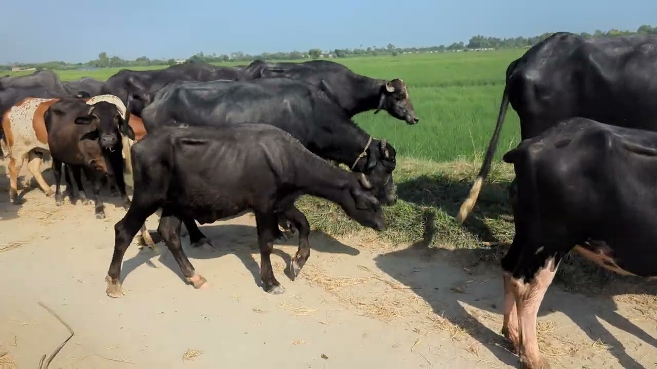 🌿 Buffalo Herd Walking on Village Path | Peaceful Countryside Life 🐃