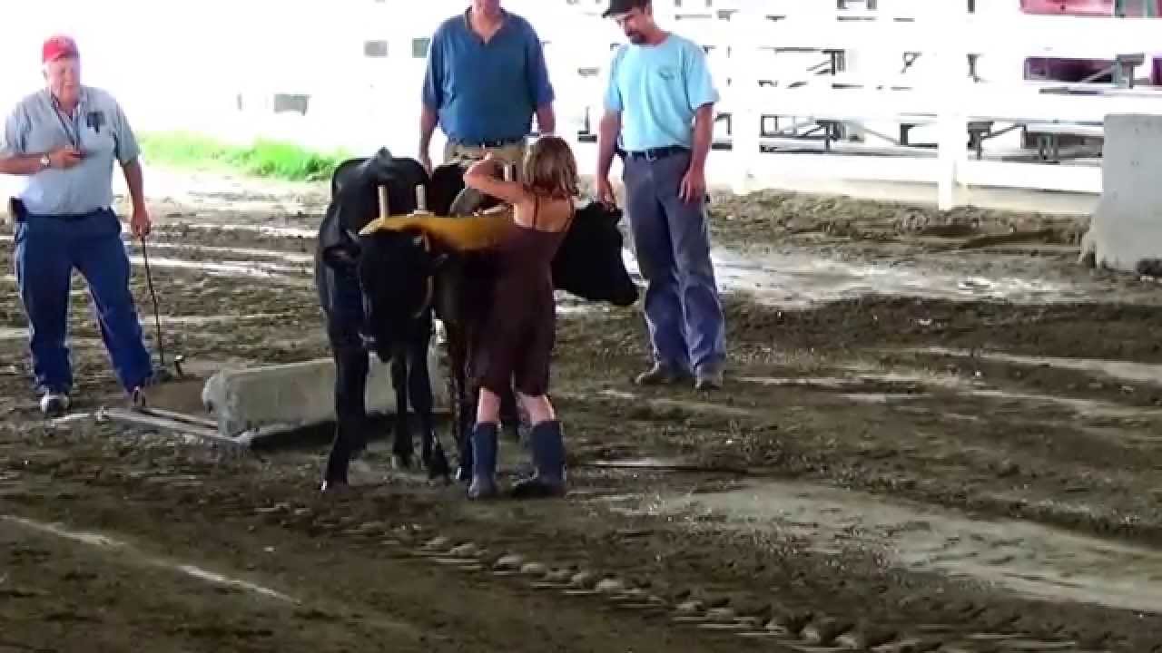 Farmer's Steer & Oxen Pull Video (Part-1)