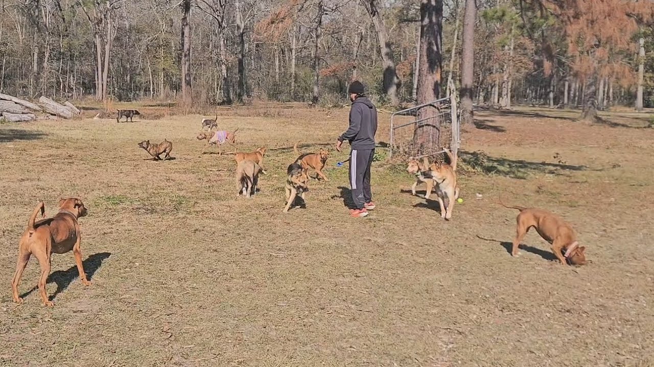 Fetch time with the pack.