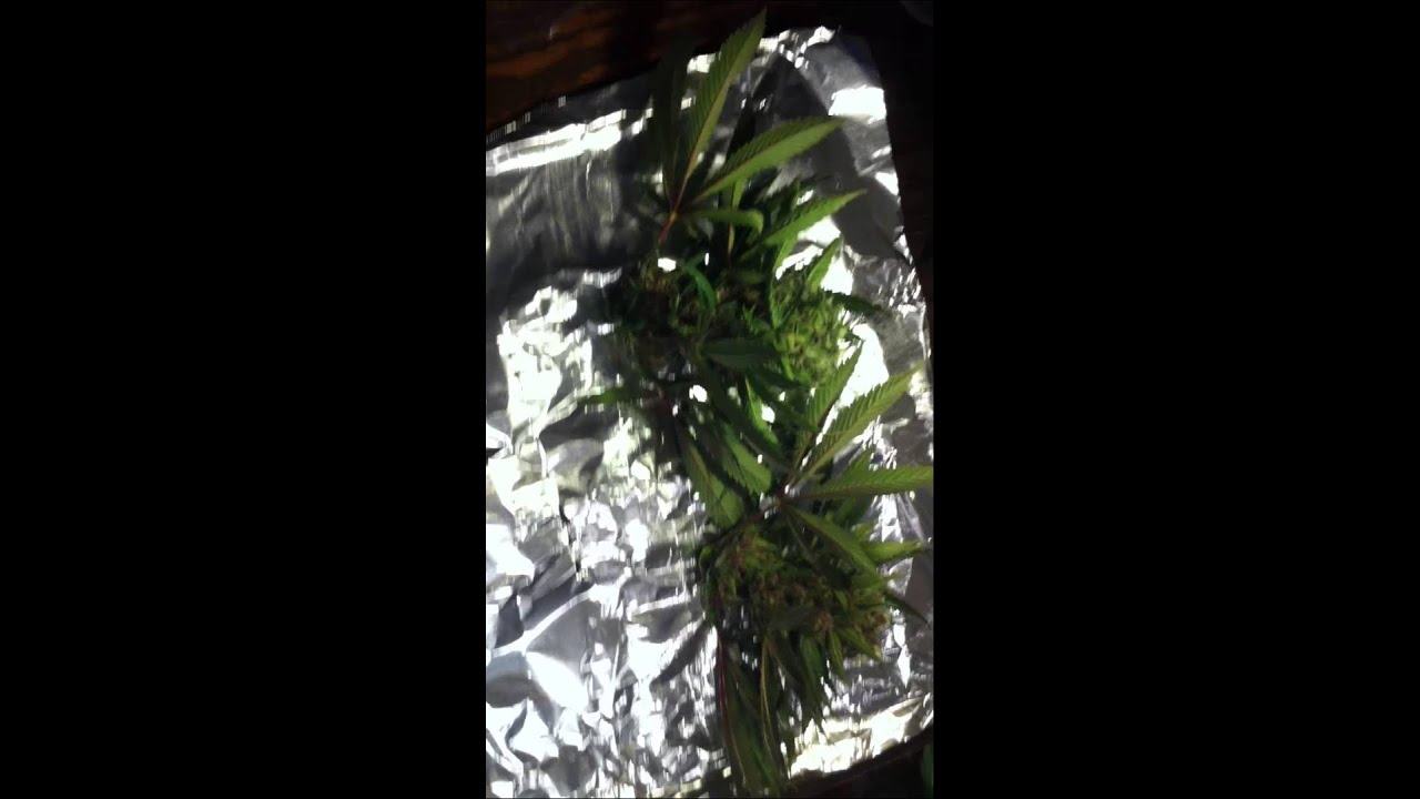 plushberry blackcherry soda pheno