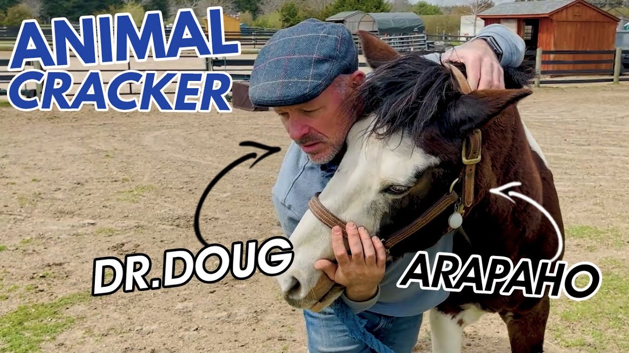 LESSON HORSE *NEEDS* THIS ADJUSTMENT 😱 HUGE POPS & CRACKS! 💥