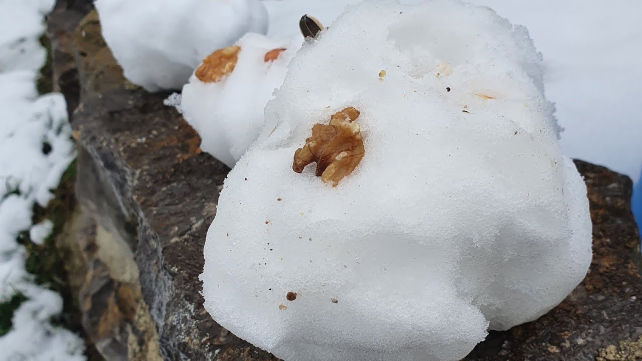 Vögel  beschäftigen ❄❄