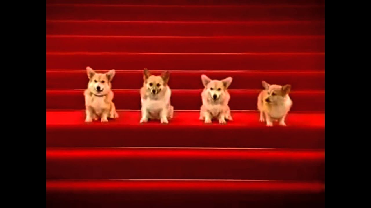 Tanti auguri da abbaio di cani