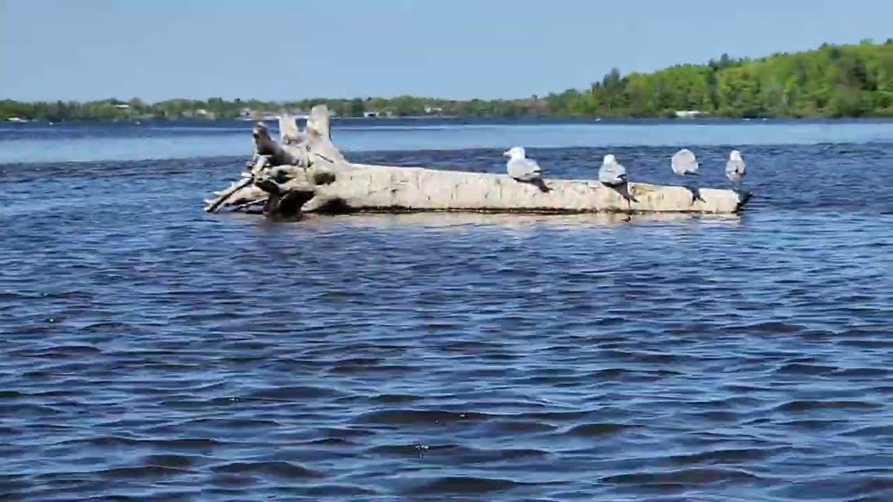 Boardman Lake #lake #traversecity  #michigan