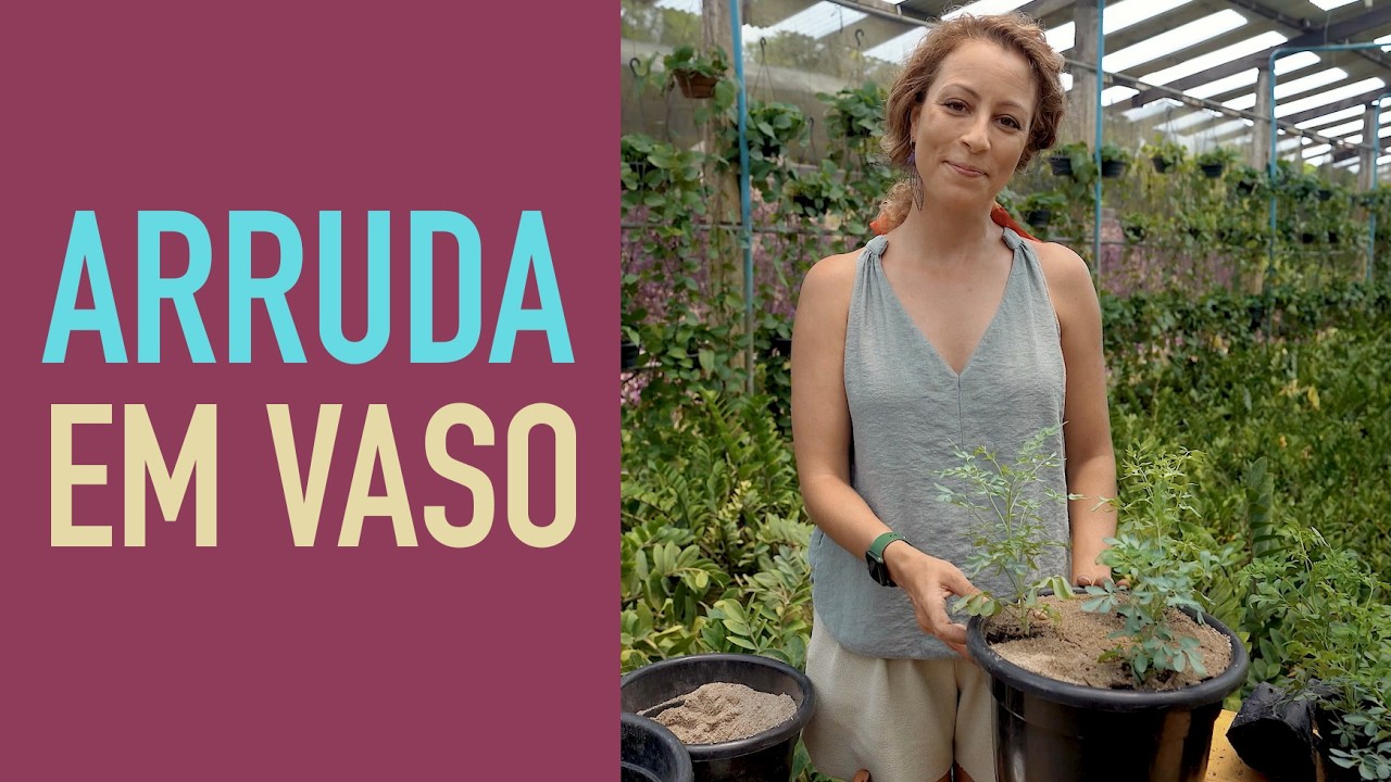 TODOS os SEGREDOS pra CULTIVAR ARRUDA em VASO
