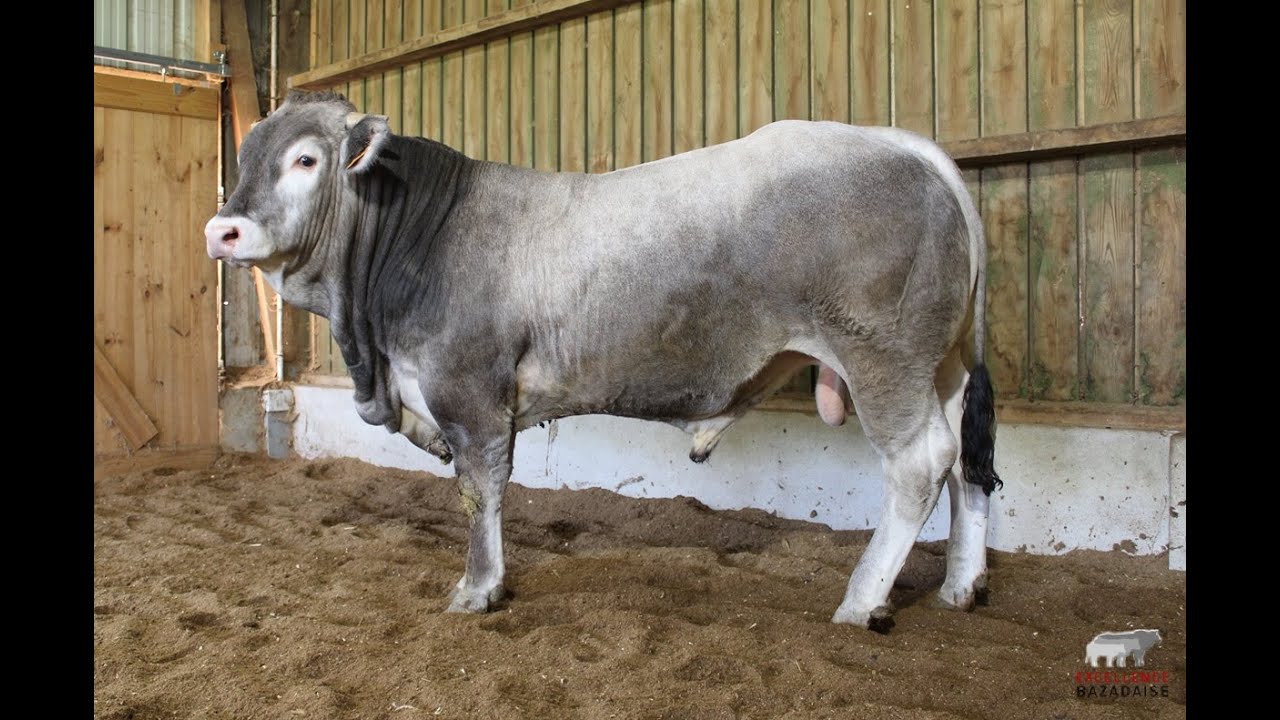 SR469  - UZIDOR -  DIF