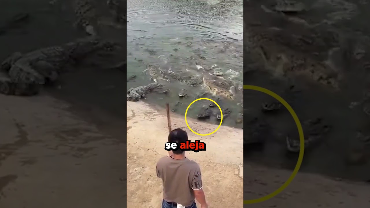 Se Libr&oacute; del ATAQUE de un Cocodrilo ❌🐊